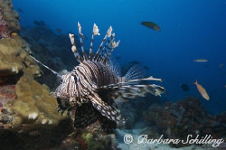 A Lionfish still in his natural habitat in the Indian Ocean. by Barbara Schilling 